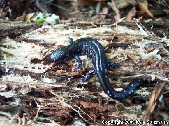 Blue-spotted Salamander (Ambystoma laterale)