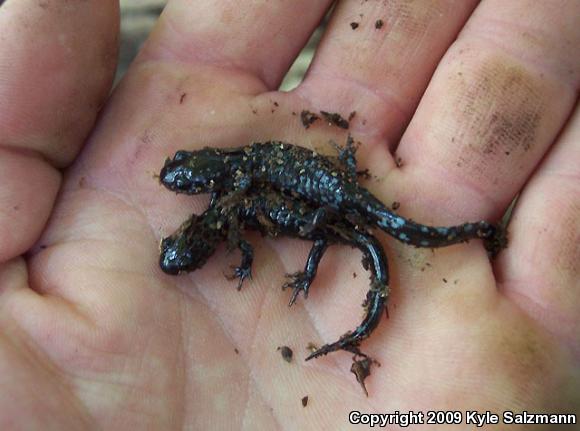 Blue-spotted Salamander (Ambystoma laterale)