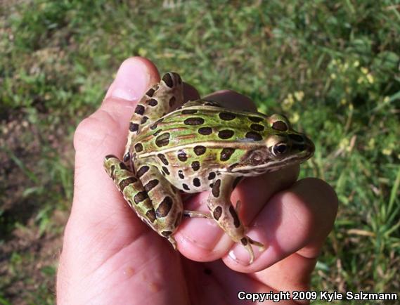 Northern Leopard Frog (Lithobates pipiens)