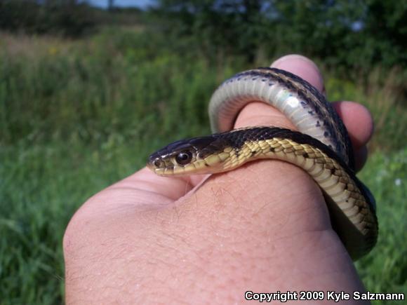 Eastern Gartersnake (Thamnophis sirtalis sirtalis)