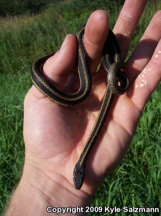 Eastern Gartersnake (Thamnophis sirtalis sirtalis)