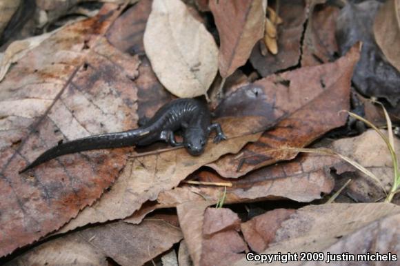 Small-mouthed Salamander (Ambystoma texanum)