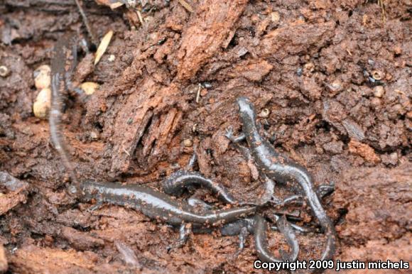 Small-mouthed Salamander (Ambystoma texanum)