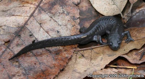 Small-mouthed Salamander (Ambystoma texanum)