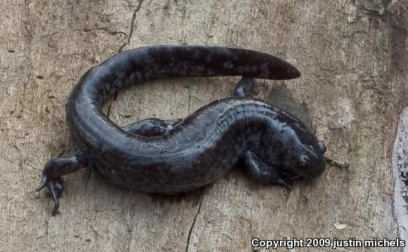 Small-mouthed Salamander (Ambystoma texanum)