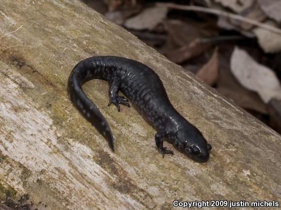 Small-mouthed Salamander (Ambystoma texanum)