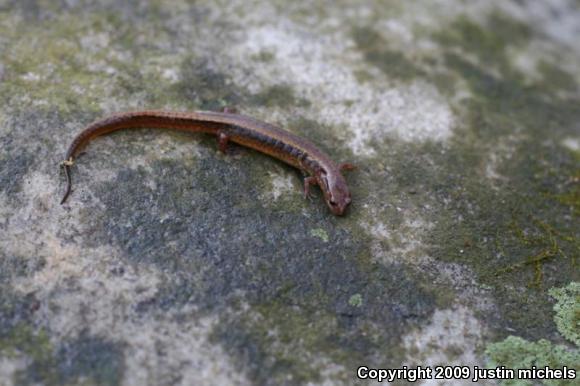 Southern Two-lined Salamander (Eurycea cirrigera)