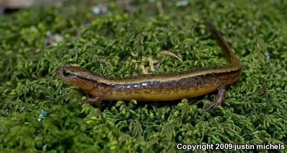 Southern Two-lined Salamander (Eurycea cirrigera)