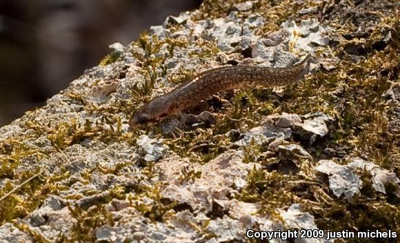 Southern Two-lined Salamander (Eurycea cirrigera)