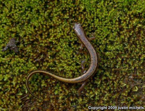 Southern Two-lined Salamander (Eurycea cirrigera)