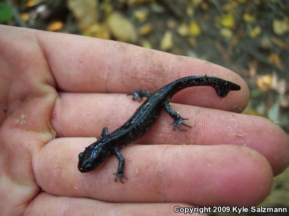 Blue-spotted Salamander (Ambystoma laterale)