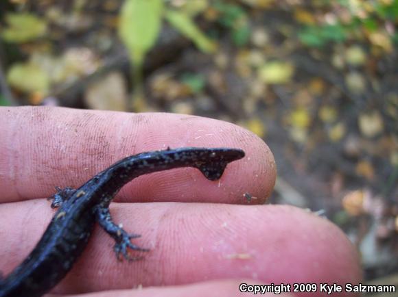 Blue-spotted Salamander (Ambystoma laterale)