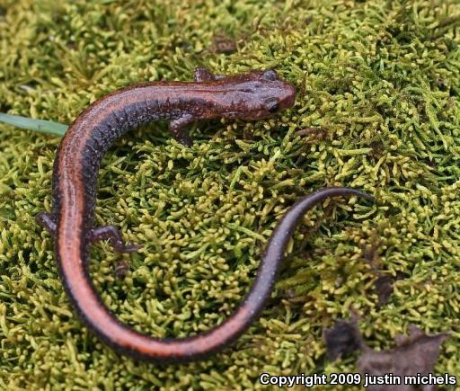 Eastern Red-backed Salamander (Plethodon cinereus)