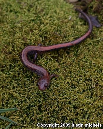 Eastern Red-backed Salamander (Plethodon cinereus)