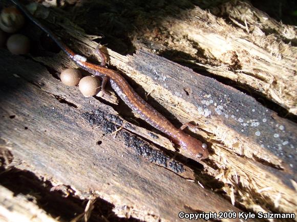 Eastern Red-backed Salamander (Plethodon cinereus)