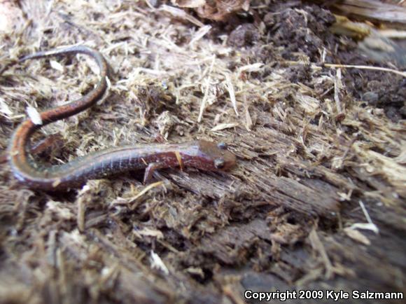 Eastern Red-backed Salamander (Plethodon cinereus)