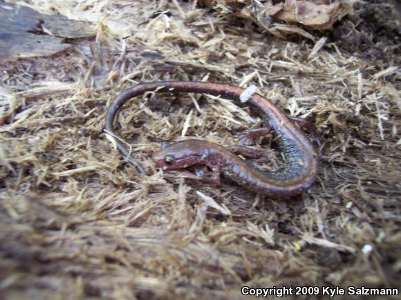 Eastern Red-backed Salamander (Plethodon cinereus)