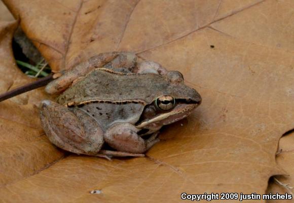 Wood Frog (Lithobates sylvaticus)