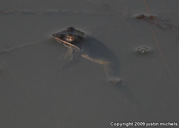 Wood Frog (Lithobates sylvaticus)