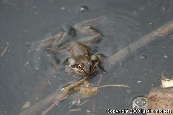 Wood Frog (Lithobates sylvaticus)