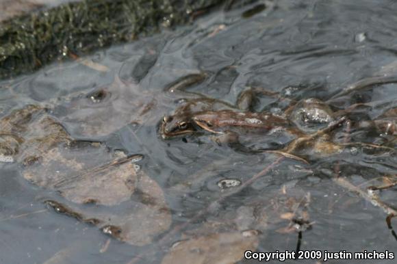 Wood Frog (Lithobates sylvaticus)