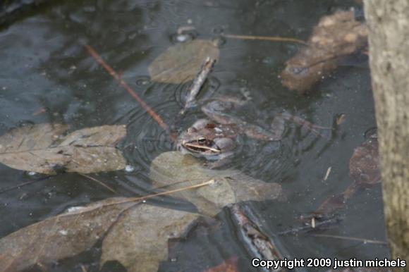 Wood Frog (Lithobates sylvaticus)