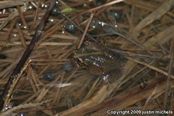 Spring Peeper (Pseudacris crucifer)