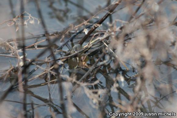 Spring Peeper (Pseudacris crucifer)