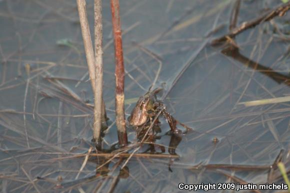 Spring Peeper (Pseudacris crucifer)