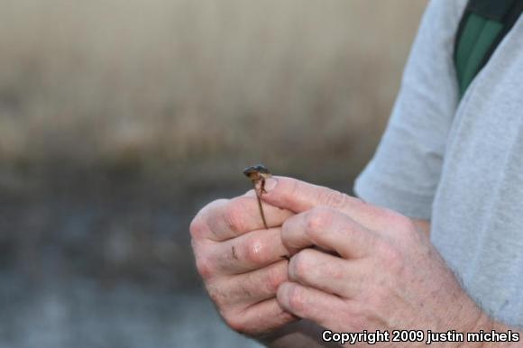 Spring Peeper (Pseudacris crucifer)