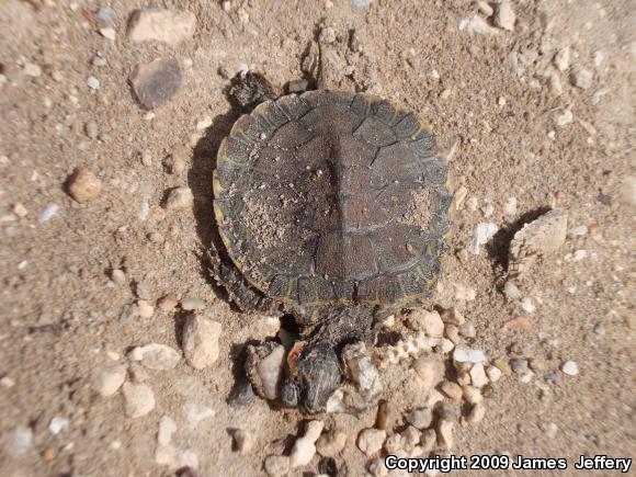 Red-eared Slider (Trachemys scripta elegans)