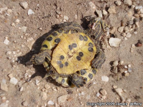 Red-eared Slider (Trachemys scripta elegans)