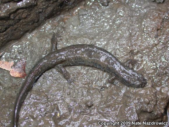 Northern Dusky Salamander (Desmognathus fuscus)