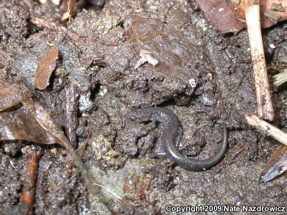 Eastern Red-backed Salamander (Plethodon cinereus)