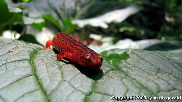 Northern Red Salamander (Pseudotriton ruber ruber)