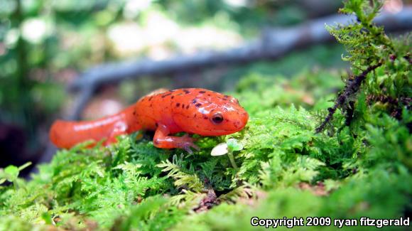 Northern Red Salamander (Pseudotriton ruber ruber)