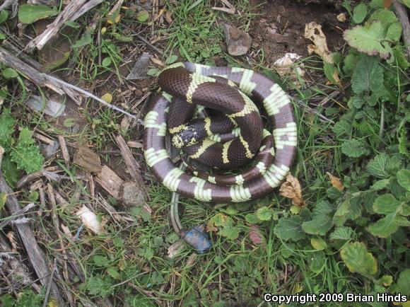 California Kingsnake (Lampropeltis getula californiae)