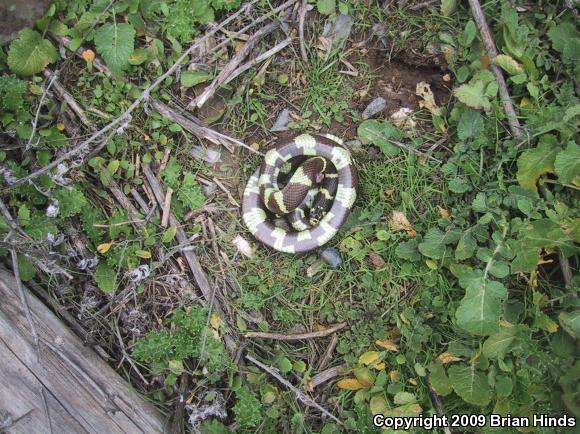 California Kingsnake (Lampropeltis getula californiae)