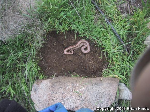 Coastal Rosy Boa (Lichanura trivirgata roseofusca)