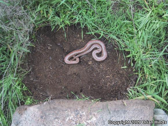 Coastal Rosy Boa (Lichanura trivirgata roseofusca)