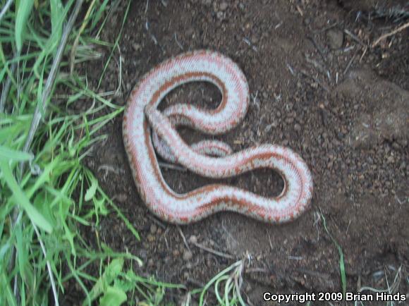 Coastal Rosy Boa (Lichanura trivirgata roseofusca)