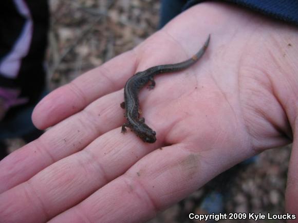 Eastern Red-backed Salamander (Plethodon cinereus)