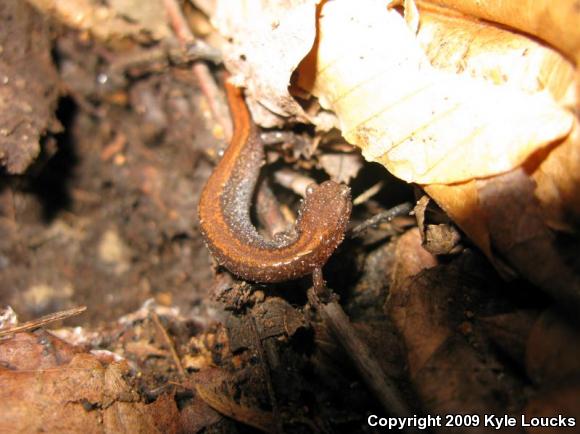 Eastern Red-backed Salamander (Plethodon cinereus)