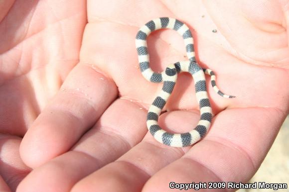 Variable Groundsnake (Sonora semiannulata semiannulata)