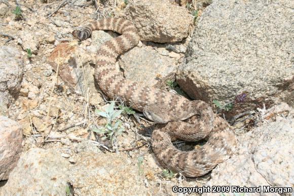 Southwestern Speckled Rattlesnake (Crotalus mitchellii pyrrhus)