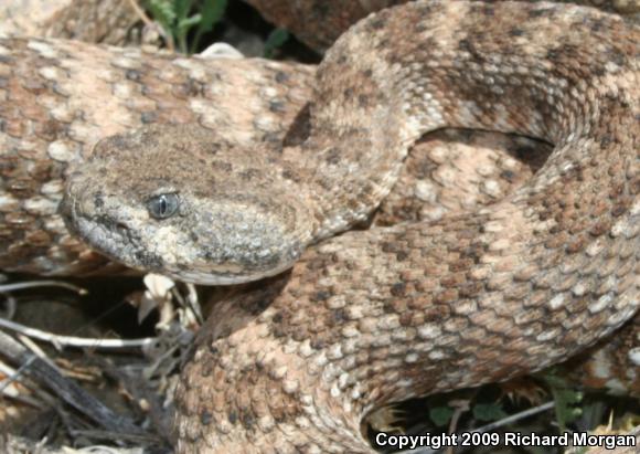 Southwestern Speckled Rattlesnake (Crotalus mitchellii pyrrhus)