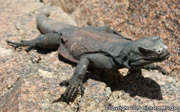 Common Chuckwalla (Sauromalus ater)