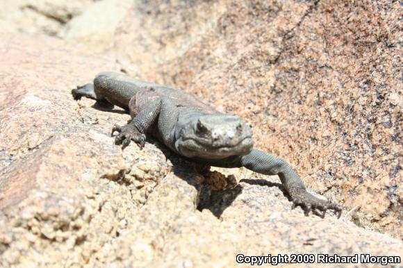 Common Chuckwalla (Sauromalus ater)