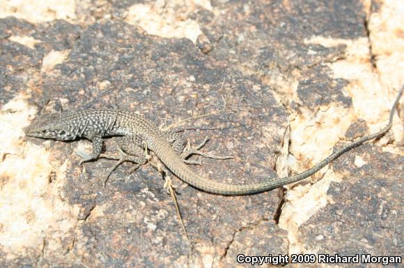 Great Basin Whiptail (Aspidoscelis tigris tigris)