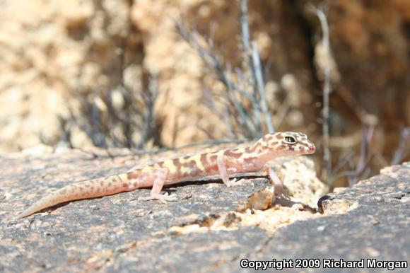 Desert Banded Gecko (Coleonyx variegatus variegatus)